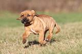 TOSA INU 151
